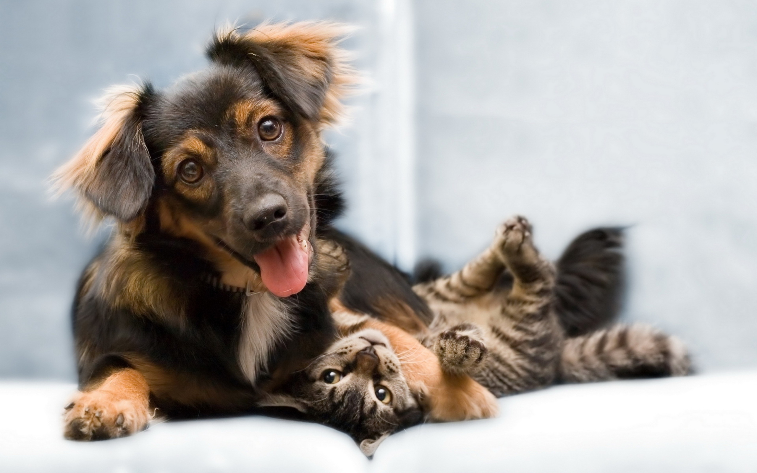Dog and Cat wallpaper 2560x1600