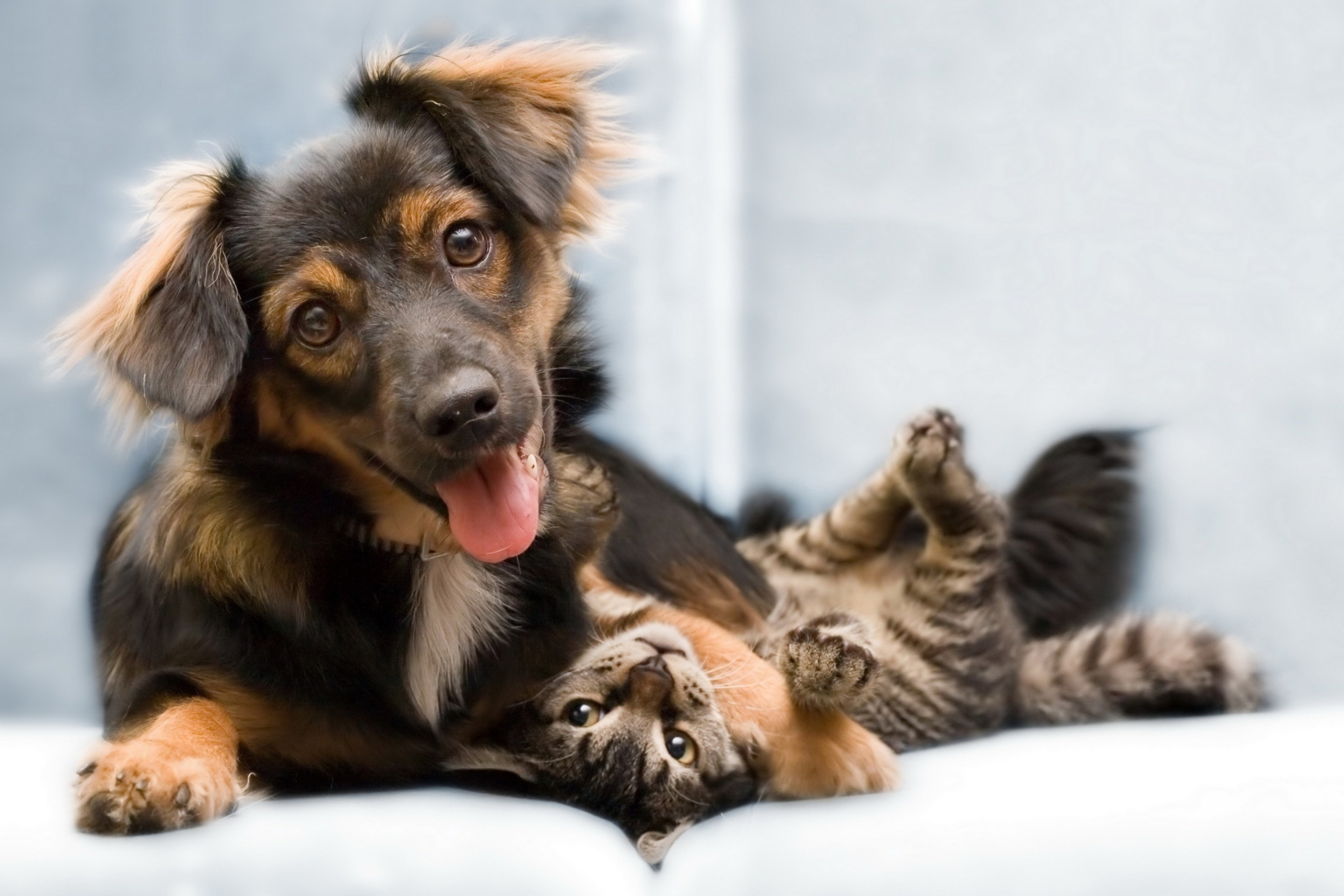 Dog and Cat wallpaper 2880x1920