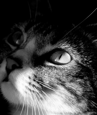 Cat - Obrázkek zdarma pro Nokia C5-03