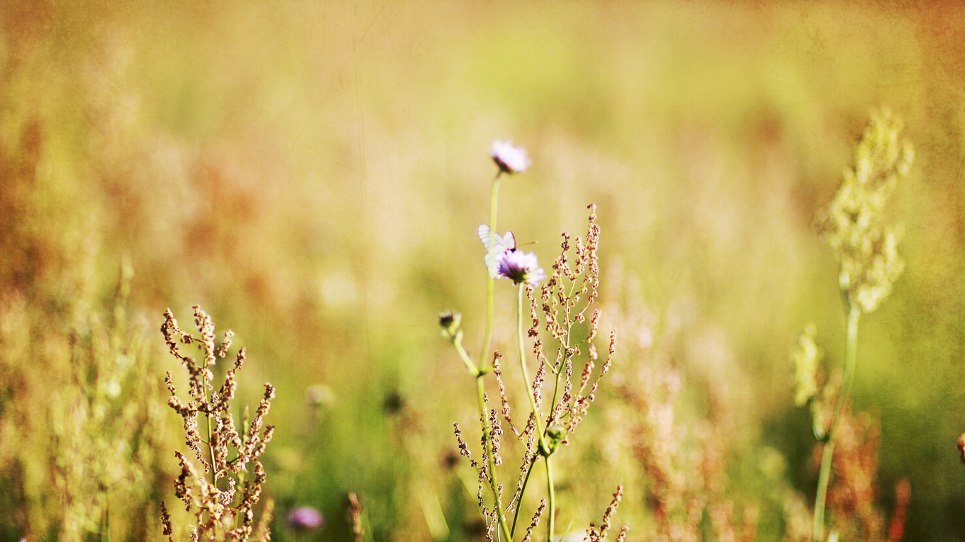 Wildflowers Macro wallpaper 1366x768