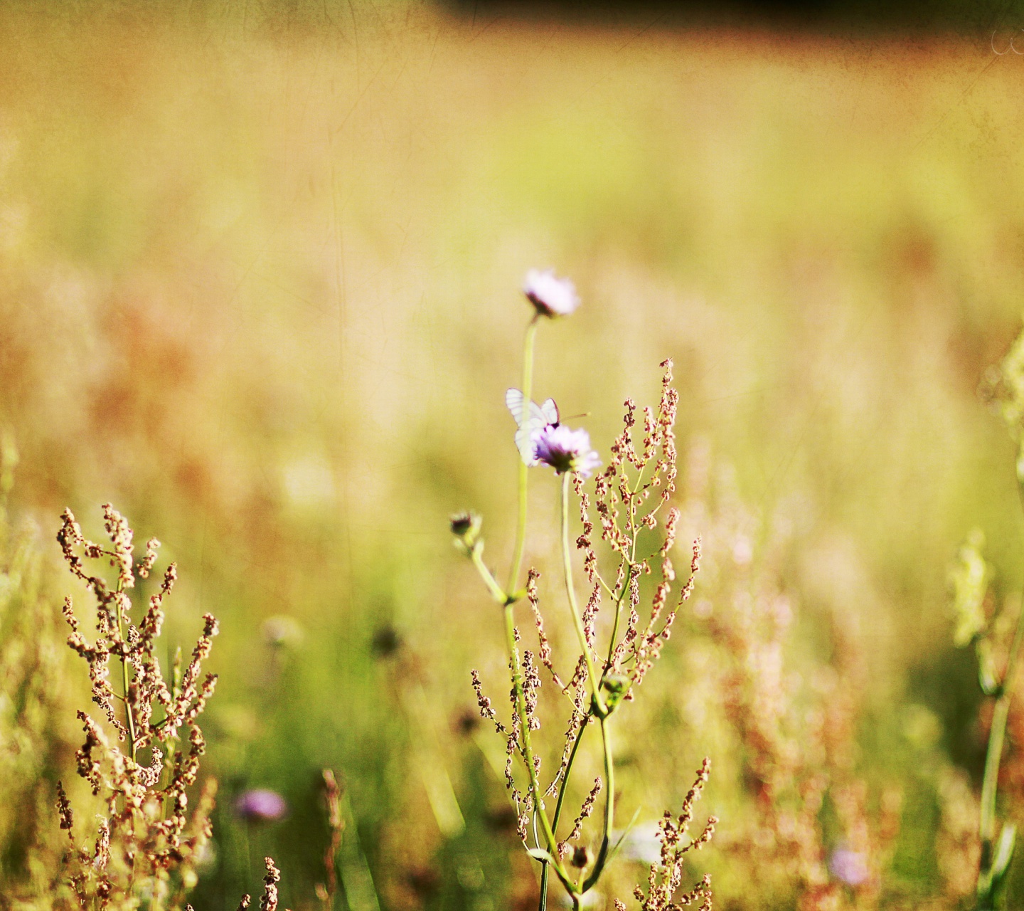 Fondo de pantalla Wildflowers Macro 1440x1280