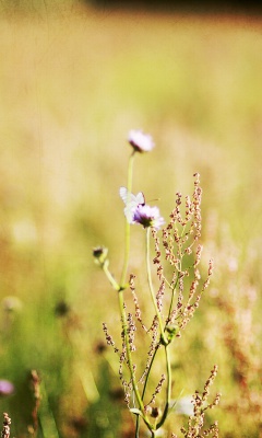 Wildflowers Macro screenshot #1 240x400