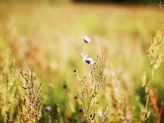 Wildflowers Macro screenshot #1 320x240