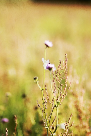 Das Wildflowers Macro Wallpaper 320x480