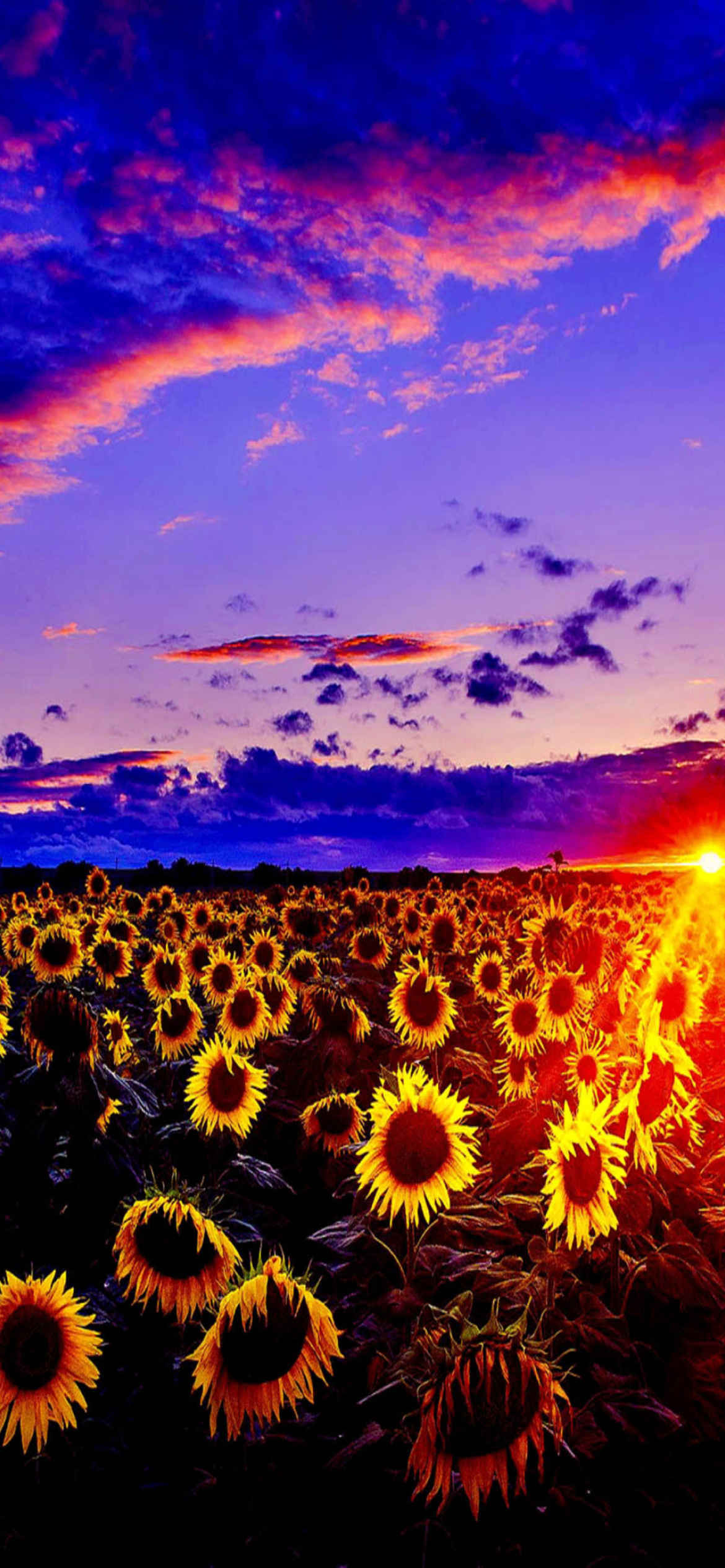 Sfondi Sunflowers 1170x2532