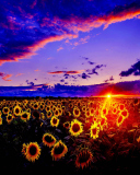 Sfondi Sunflowers 128x160