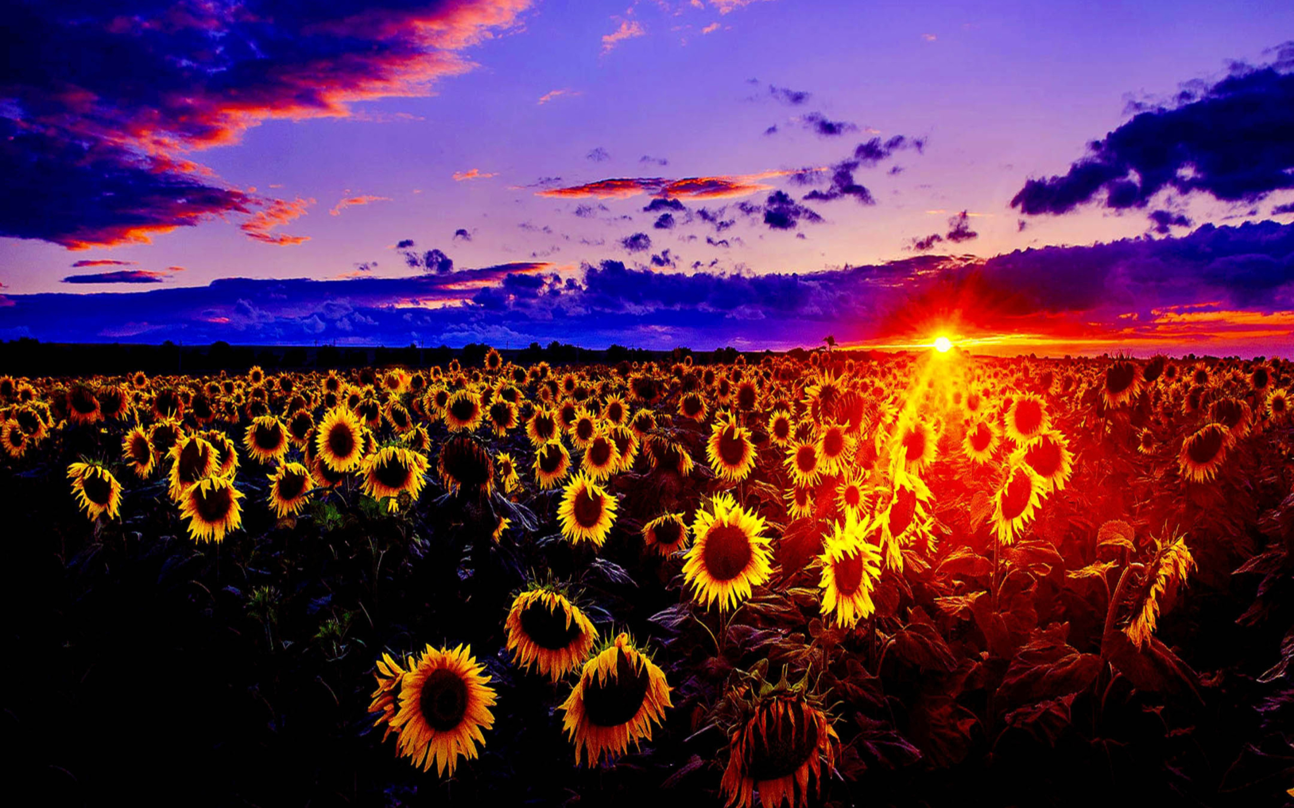 Screenshot №1 pro téma Sunflowers 2560x1600