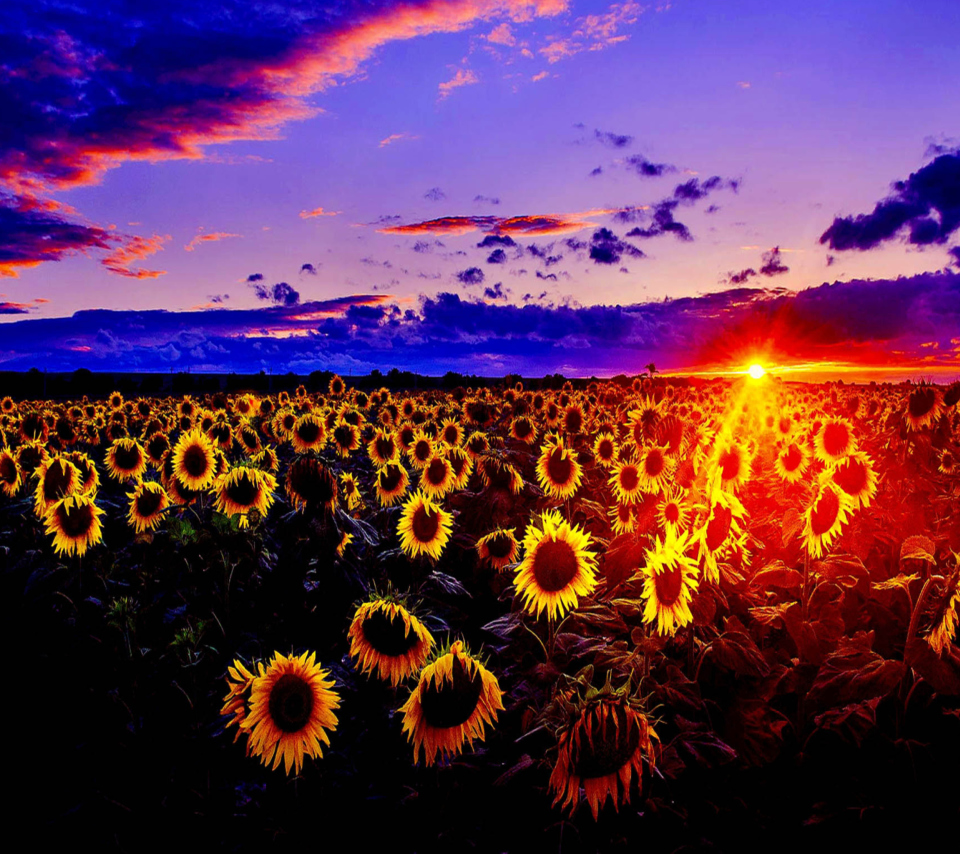 Sunflowers wallpaper 960x854