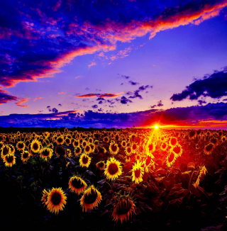 Sunflowers - Fondos de pantalla gratis para 1024x1024