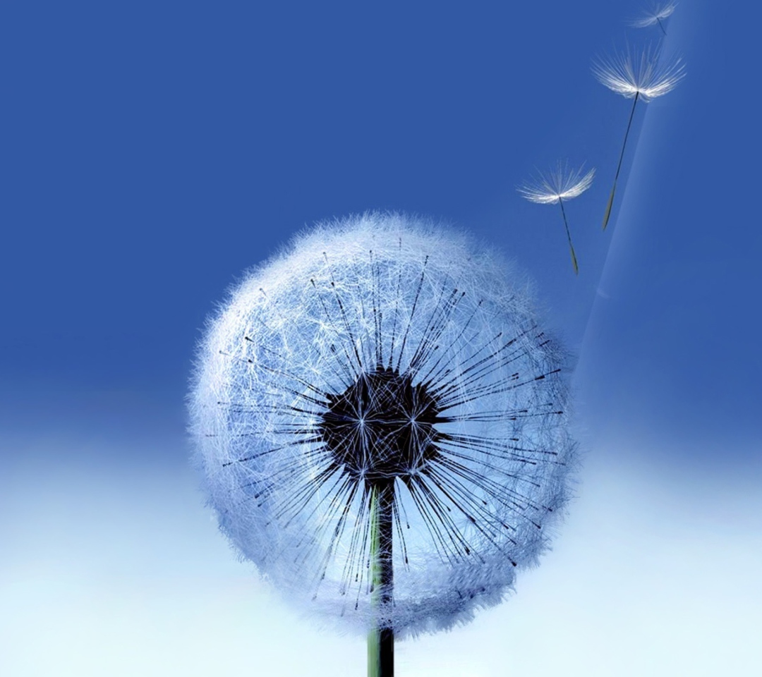 Fondo de pantalla Blowball 1080x960