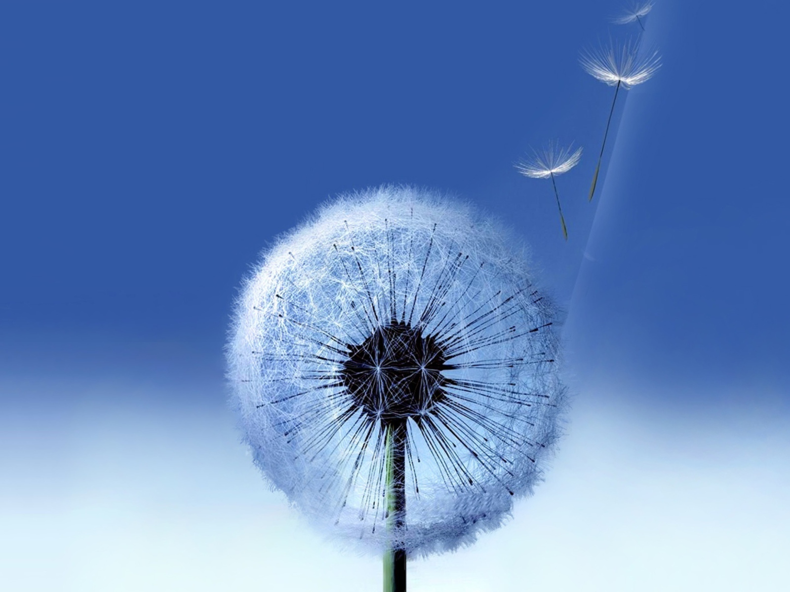 Blowball wallpaper 1600x1200