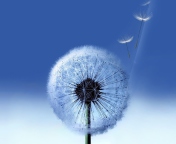 Das Blowball Wallpaper 176x144