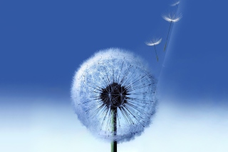 Free Blowball Picture for Android, iPhone and iPad