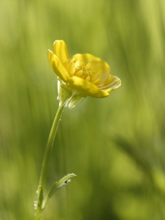 Das Yellow Flower Wallpaper 240x320