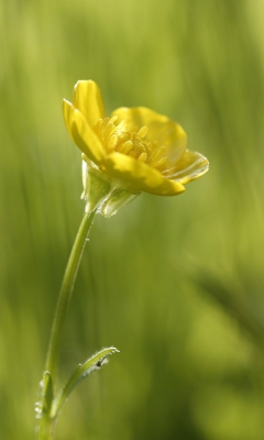 Das Yellow Flower Wallpaper 240x400