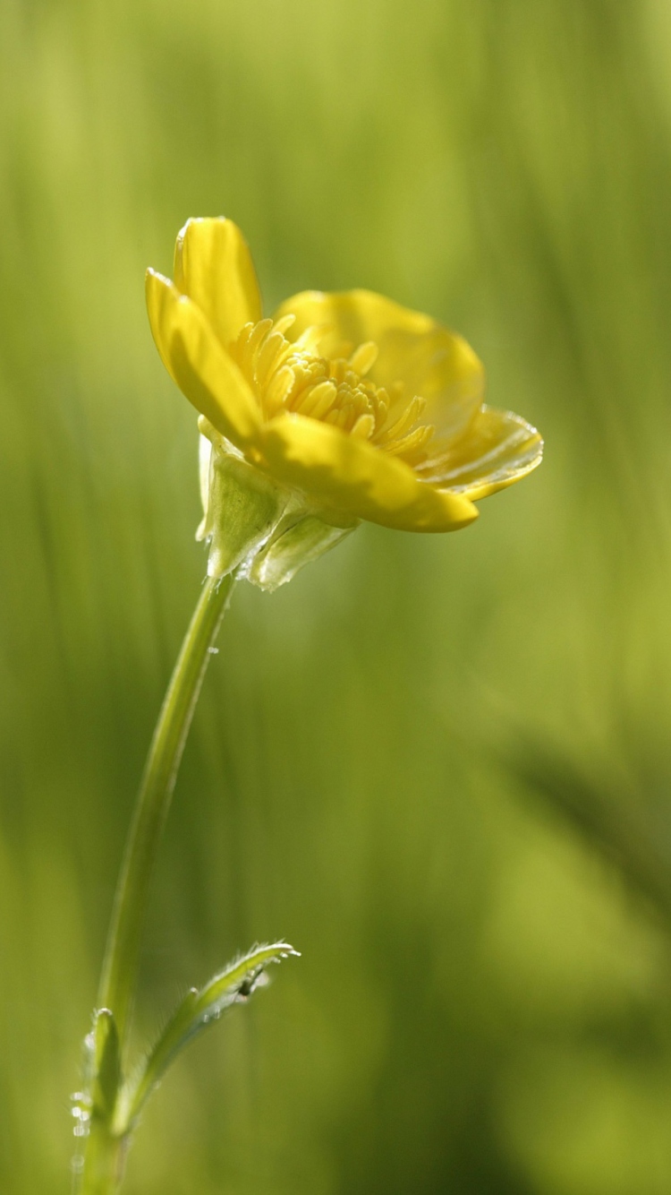 Sfondi Yellow Flower 750x1334