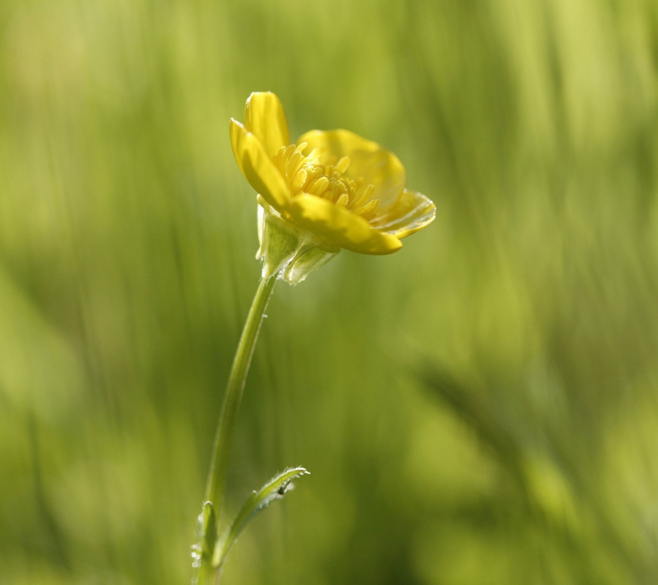 Fondo de pantalla Yellow Flower 960x854