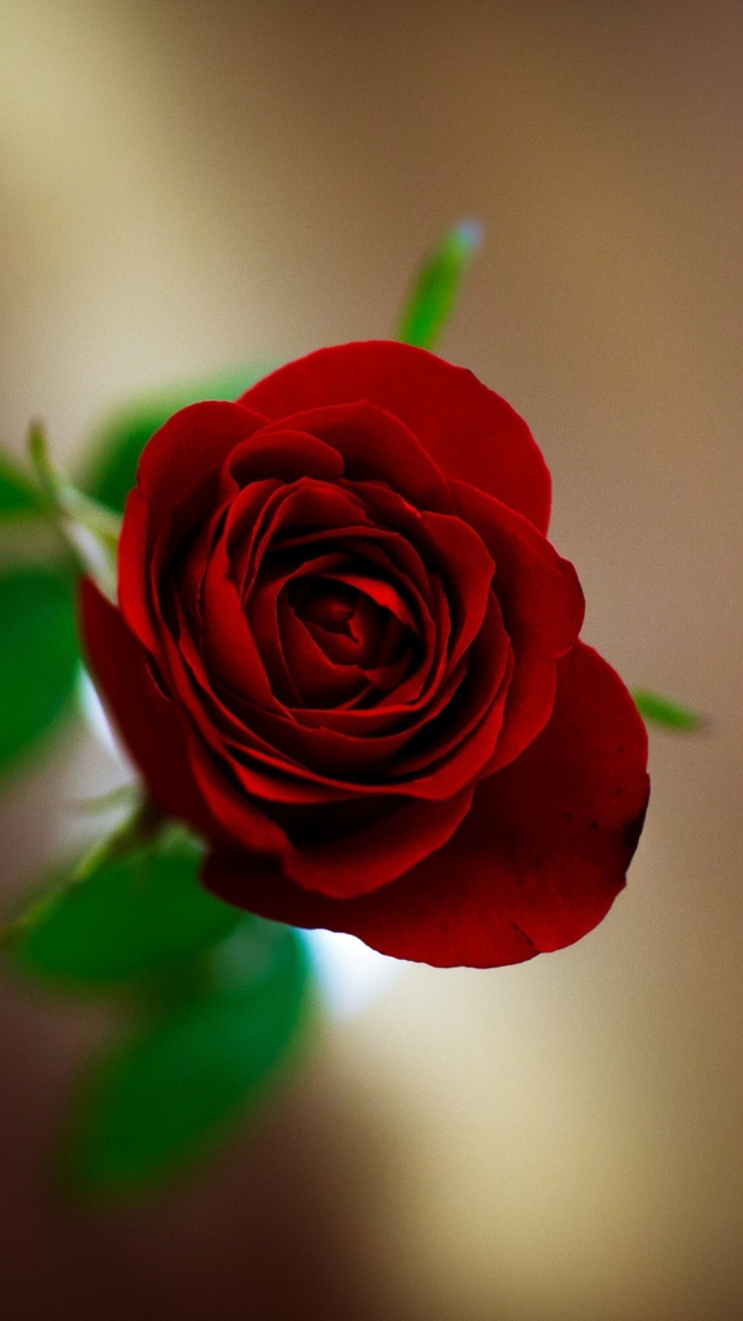 Sfondi Red Rose 1080x1920