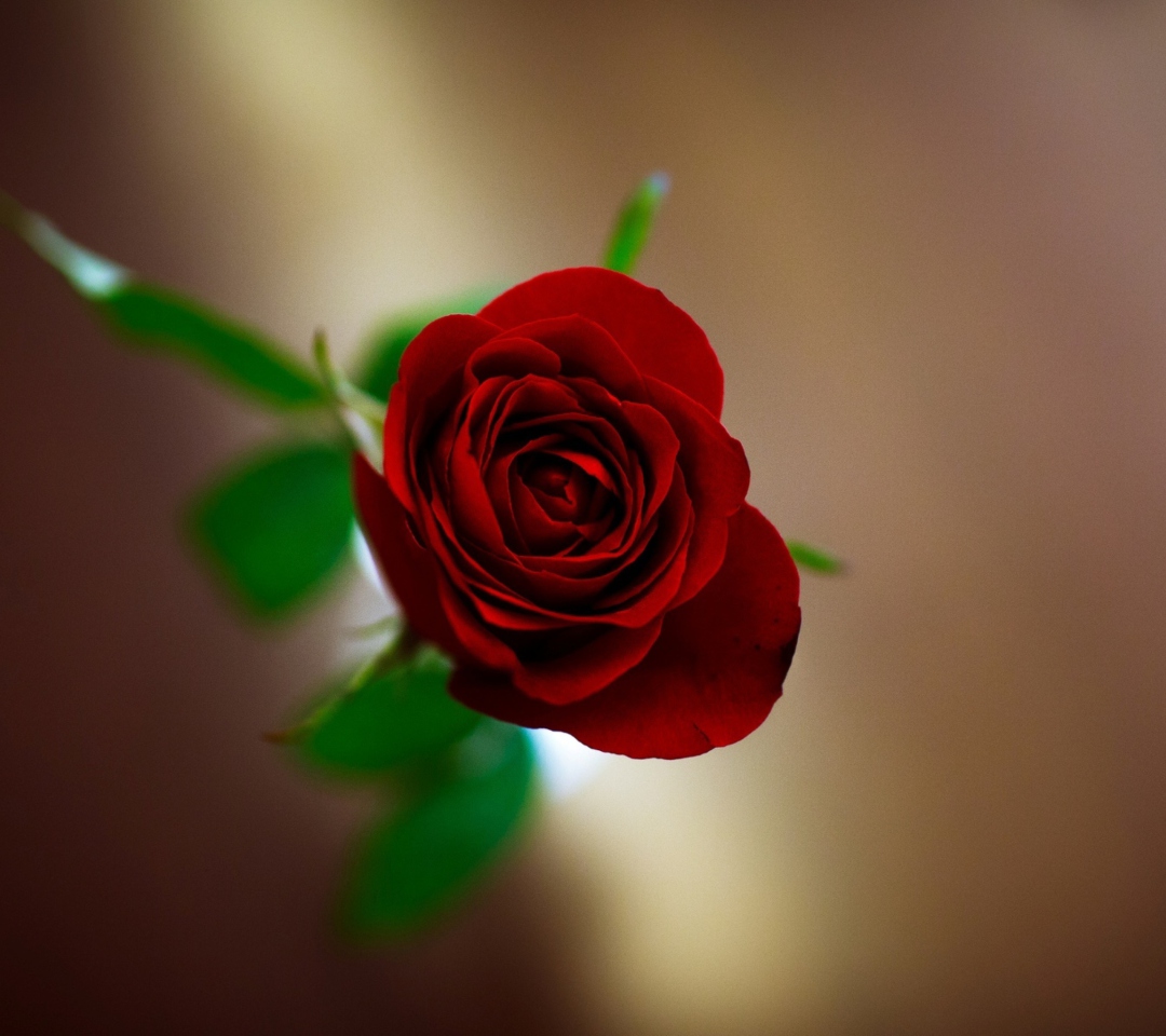 Sfondi Red Rose 1080x960