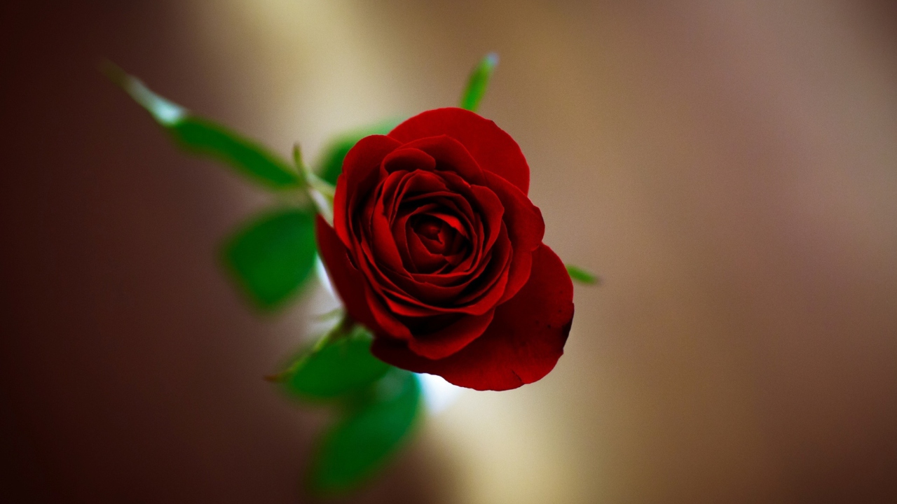 Das Red Rose Wallpaper 1280x720