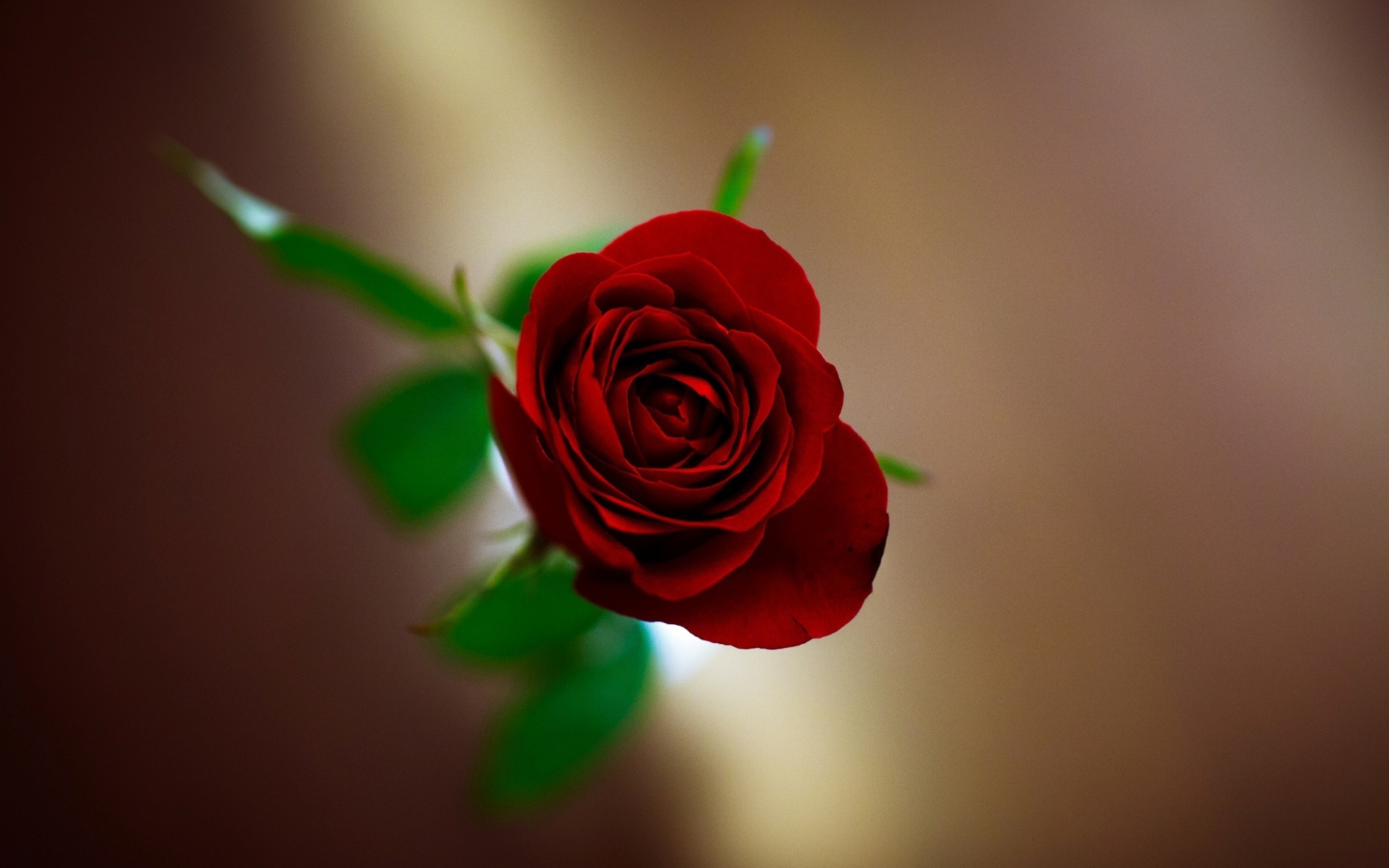Sfondi Red Rose 1440x900