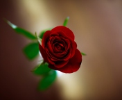 Sfondi Red Rose 176x144