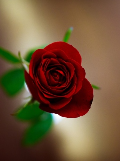 Das Red Rose Wallpaper 240x320