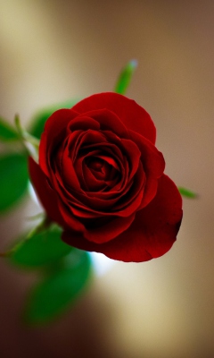 Sfondi Red Rose 240x400