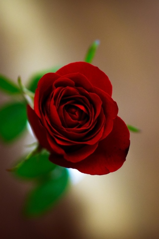 Sfondi Red Rose 320x480