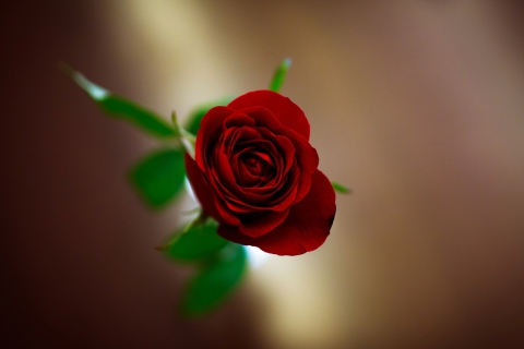 Sfondi Red Rose 480x320
