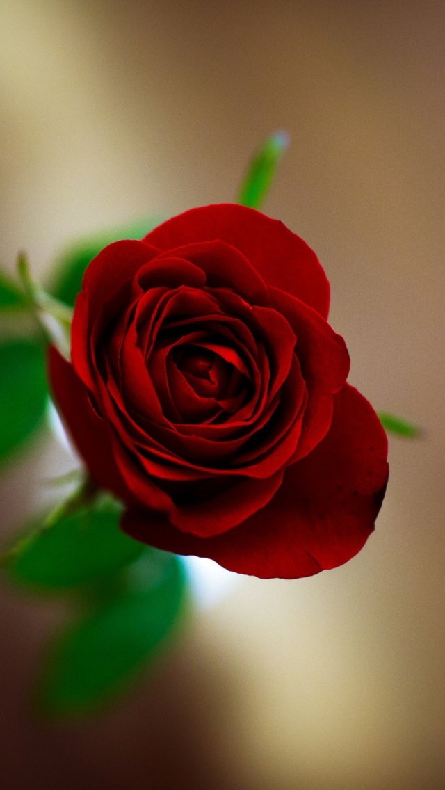Sfondi Red Rose 640x1136