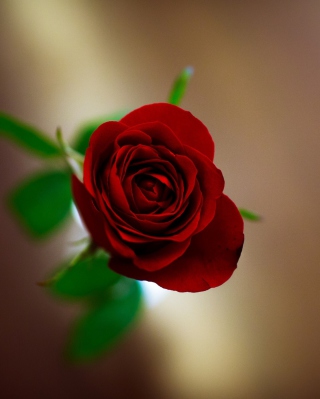 Red Rose Wallpaper for 240x320