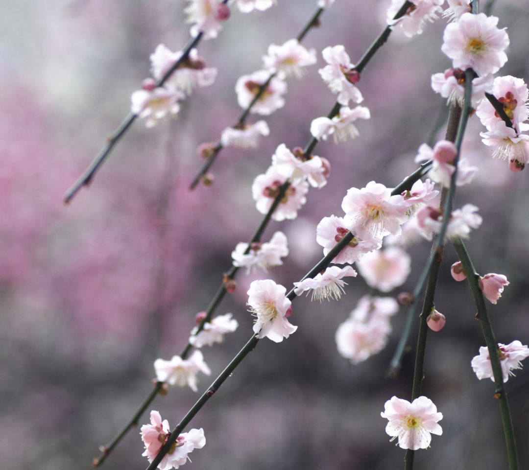 Das Spring Bloom Wallpaper 1080x960