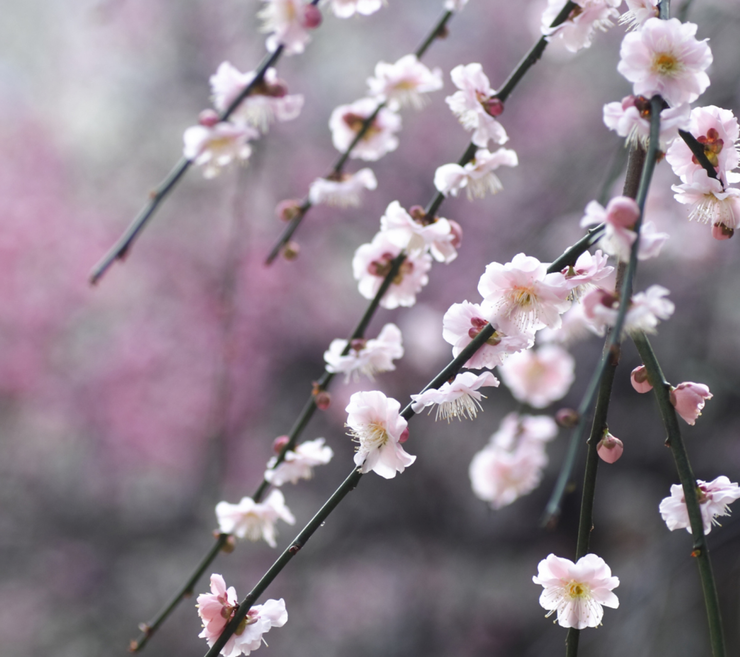 Fondo de pantalla Spring Bloom 1440x1280