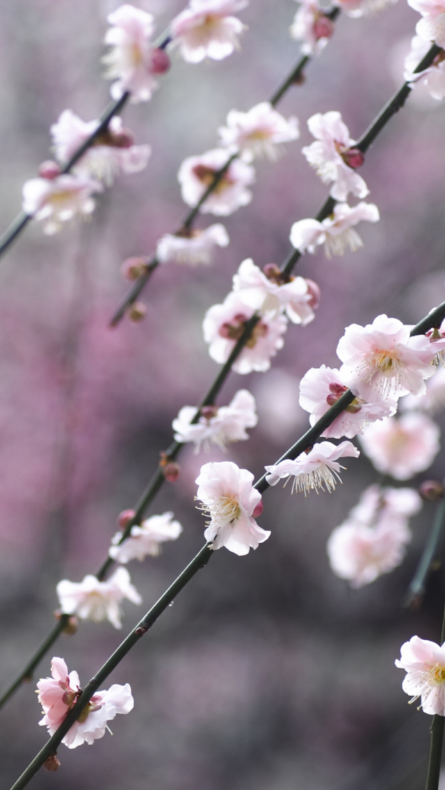Sfondi Spring Bloom 640x1136