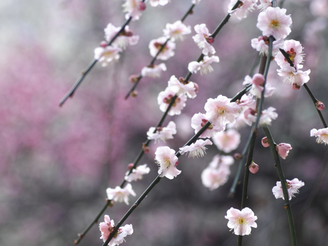 Spring Bloom wallpaper 640x480