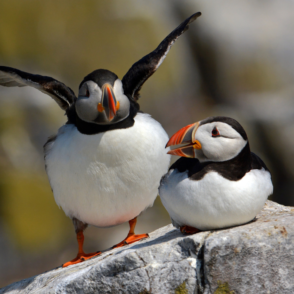 Cute Puffins screenshot #1 1024x1024