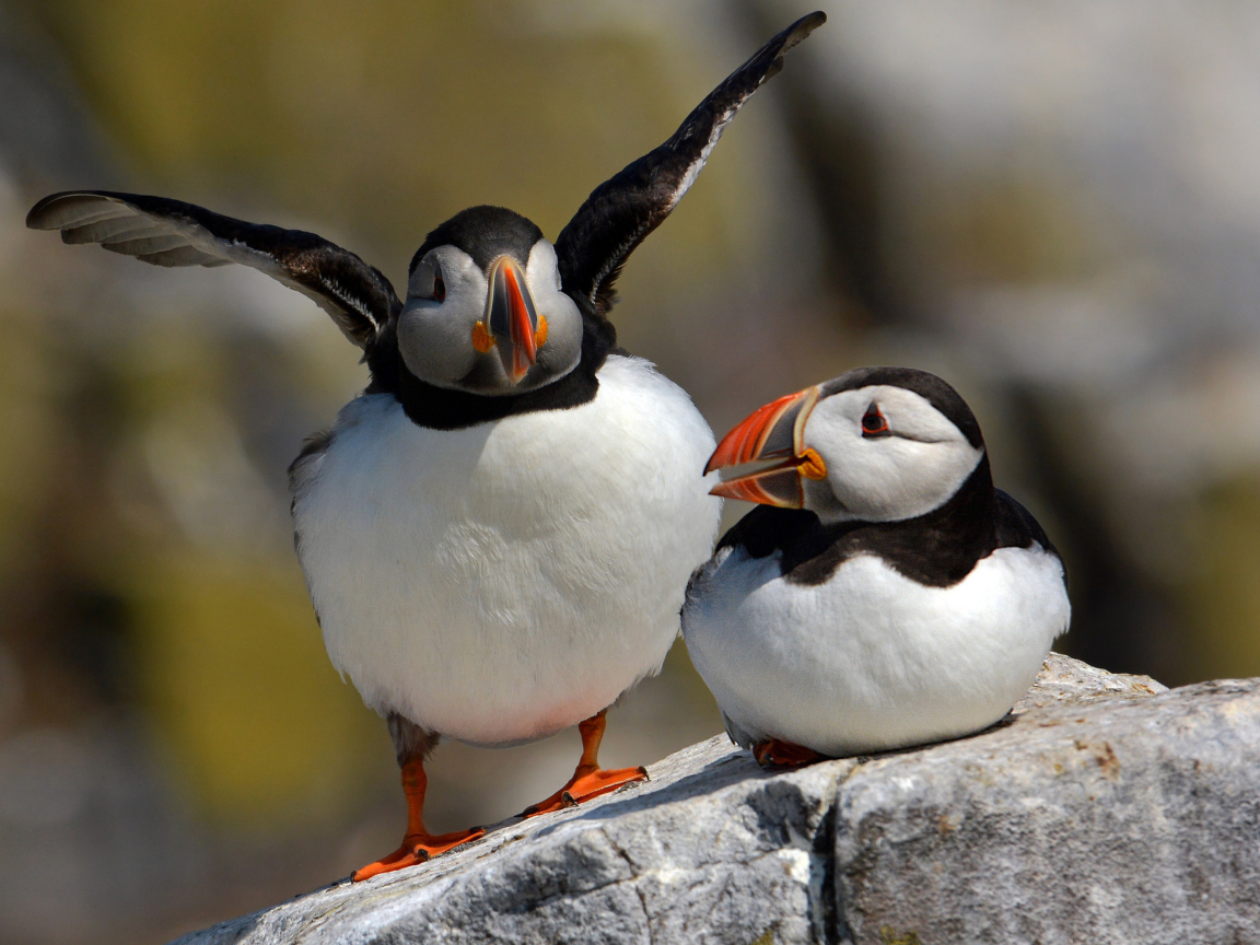 Cute Puffins screenshot #1 1152x864