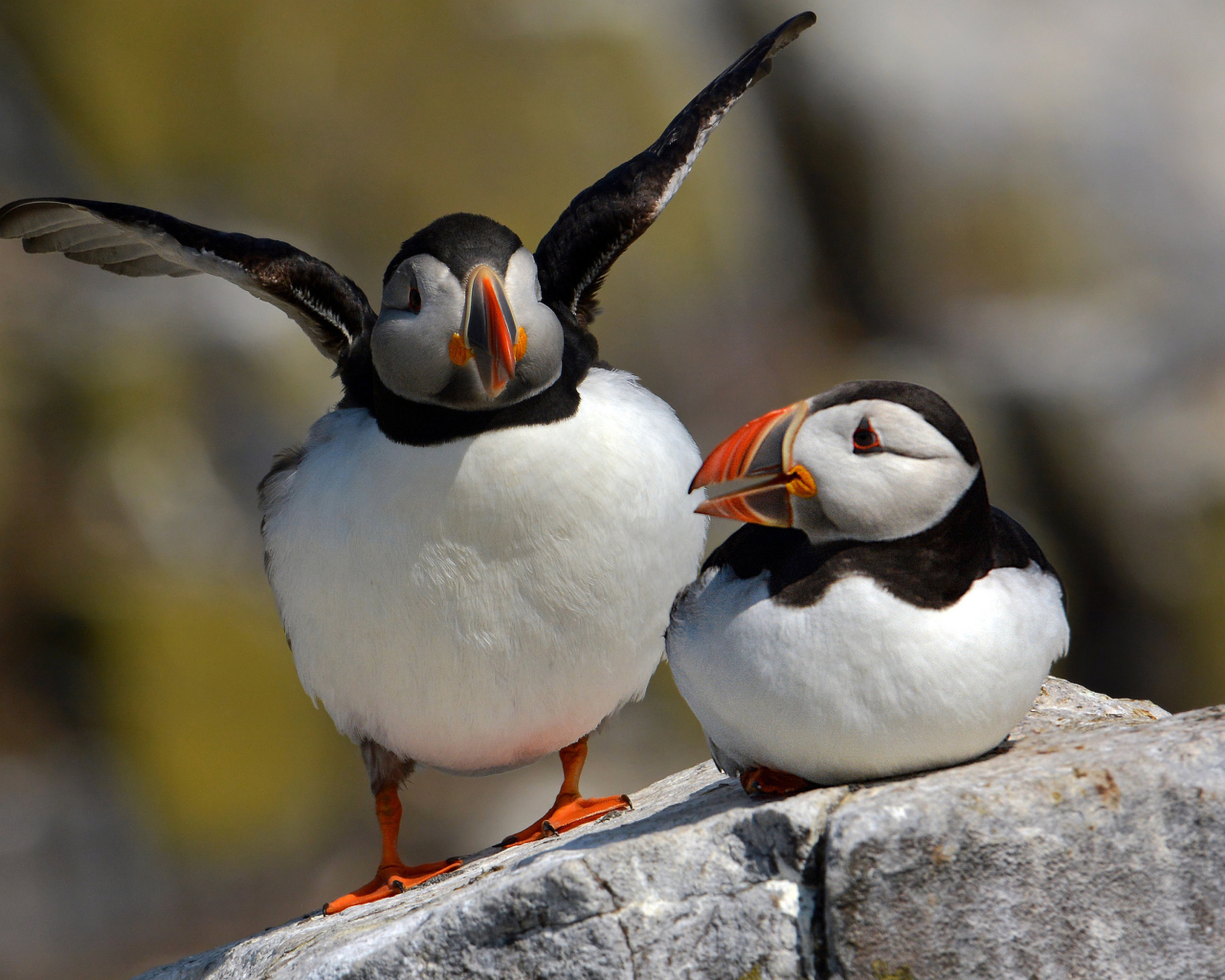 Cute Puffins screenshot #1 1280x1024