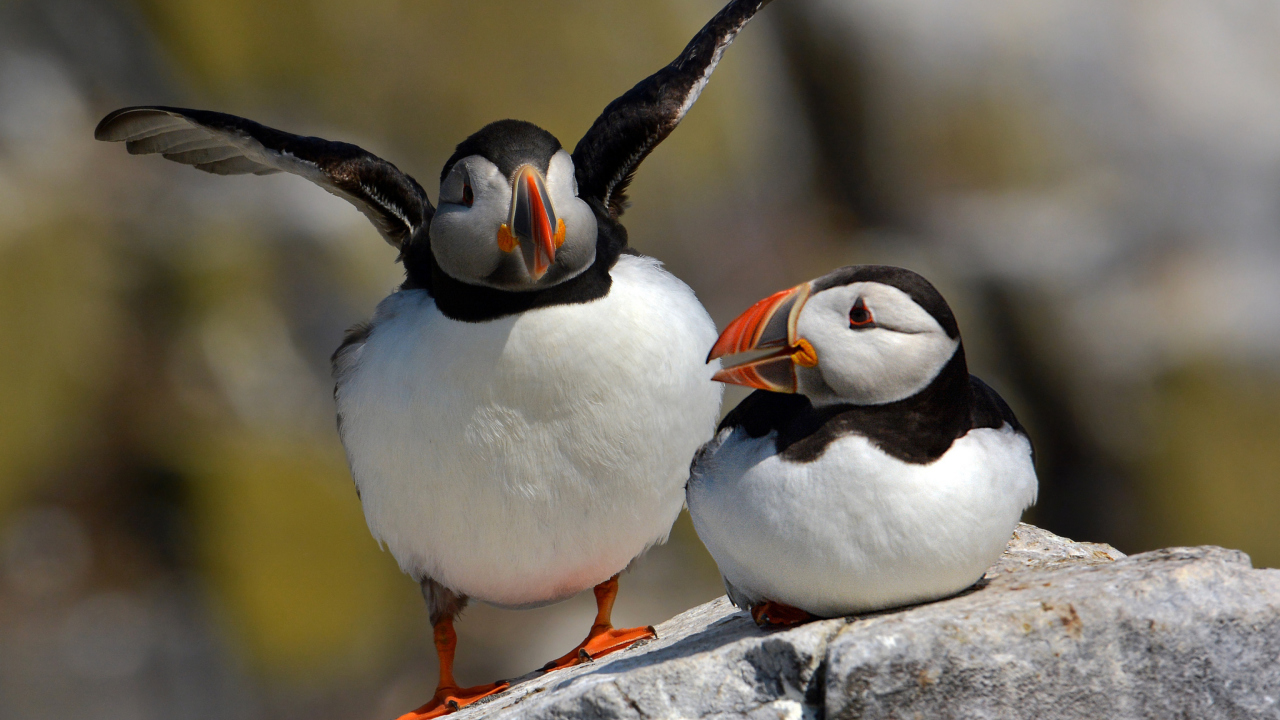 Fondo de pantalla Cute Puffins 1280x720