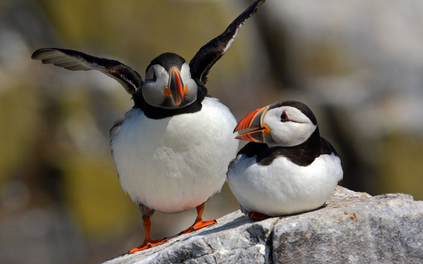 Sfondi Cute Puffins 1440x900