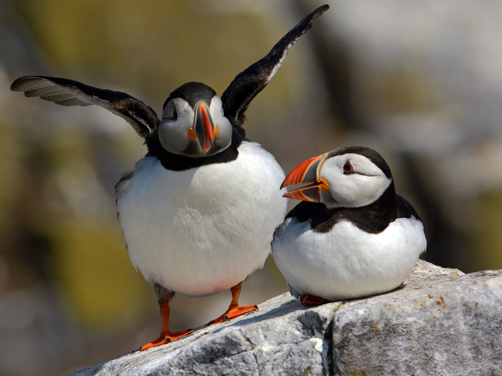 Cute Puffins wallpaper 1600x1200