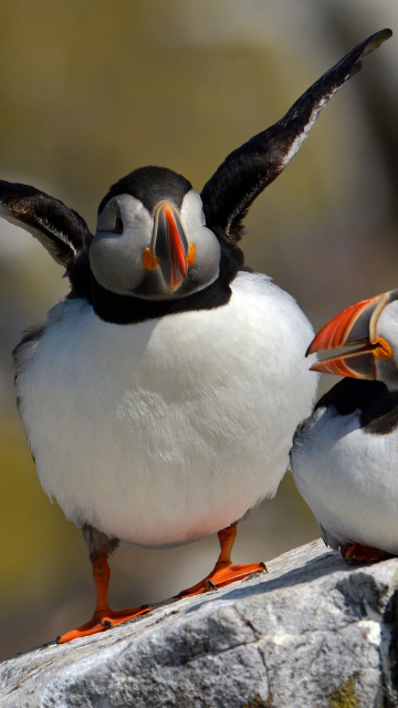 Обои Cute Puffins 360x640