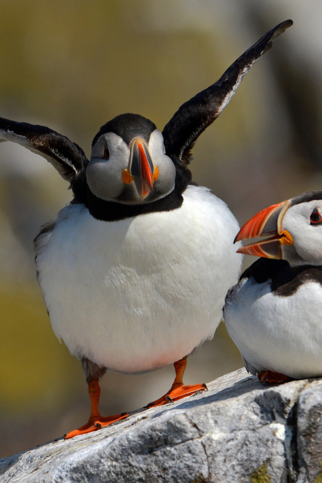 Cute Puffins screenshot #1 640x960