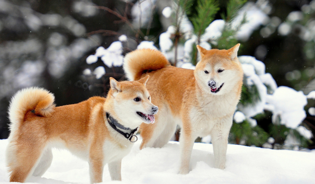 Fondo de pantalla Akita Inu Dogs in Snow 1024x600
