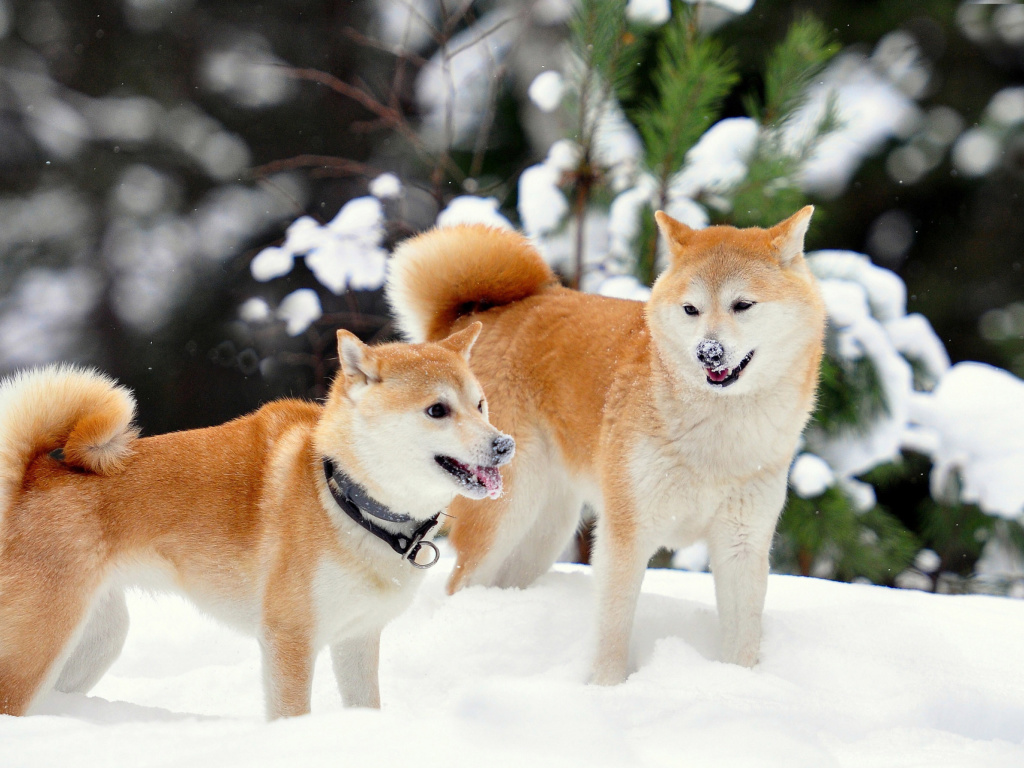 Sfondi Akita Inu Dogs in Snow 1024x768