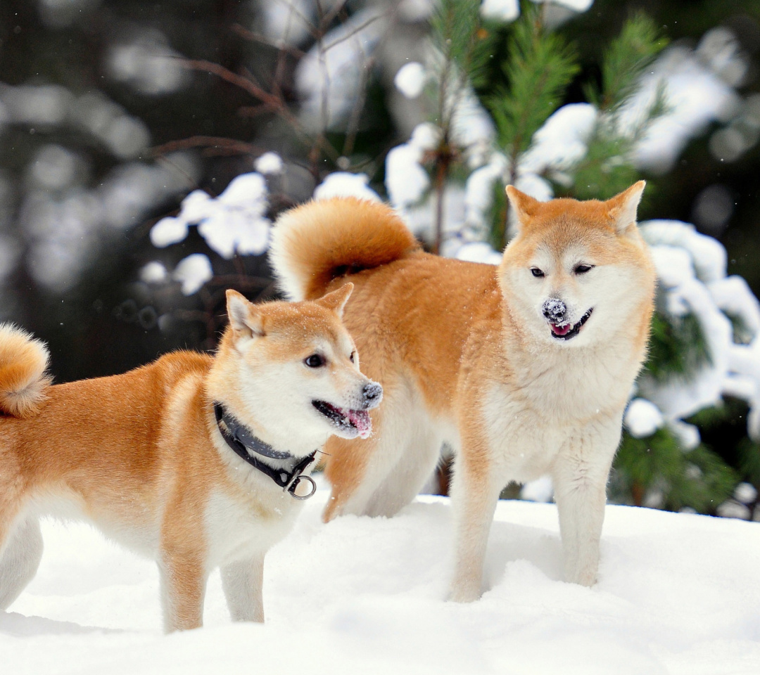 Akita Inu Dogs in Snow wallpaper 1080x960