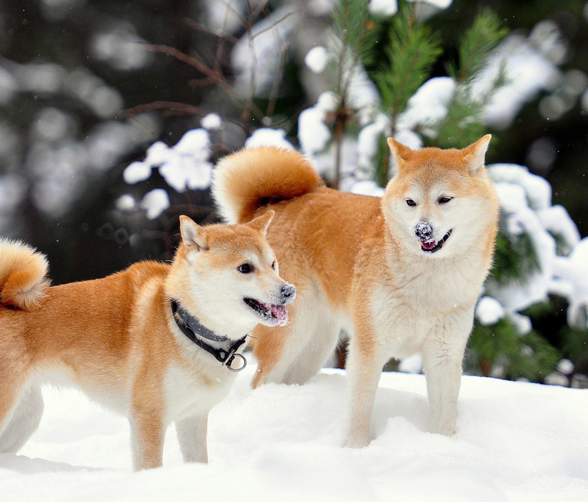 Akita Inu Dogs in Snow wallpaper 1200x1024