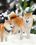 Fondo de pantalla Akita Inu Dogs in Snow 128x160