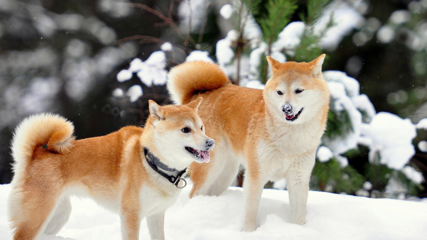 Sfondi Akita Inu Dogs in Snow 1366x768